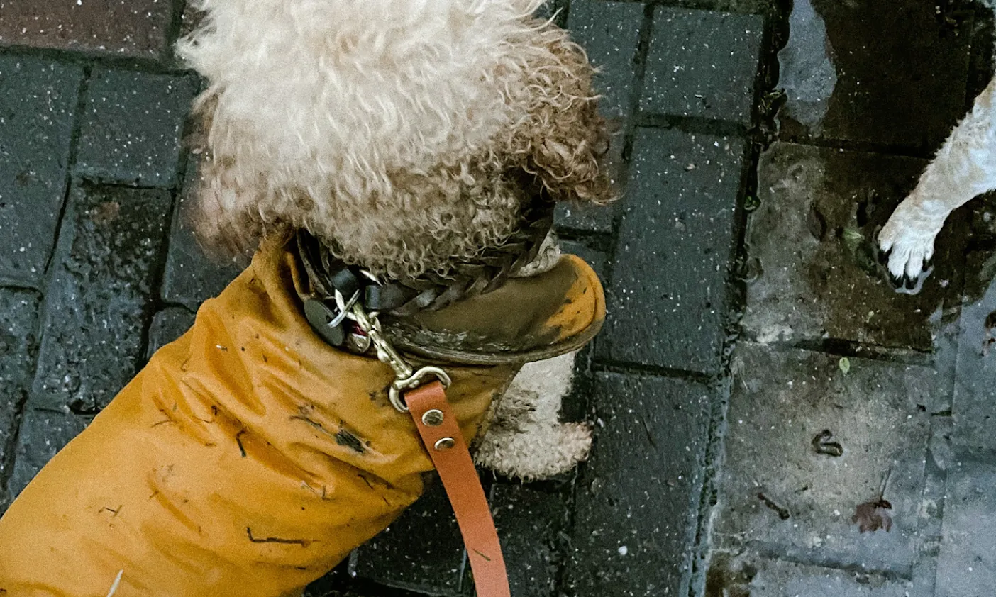 Goldendoodle Java hat sich in Gülle gewälzt