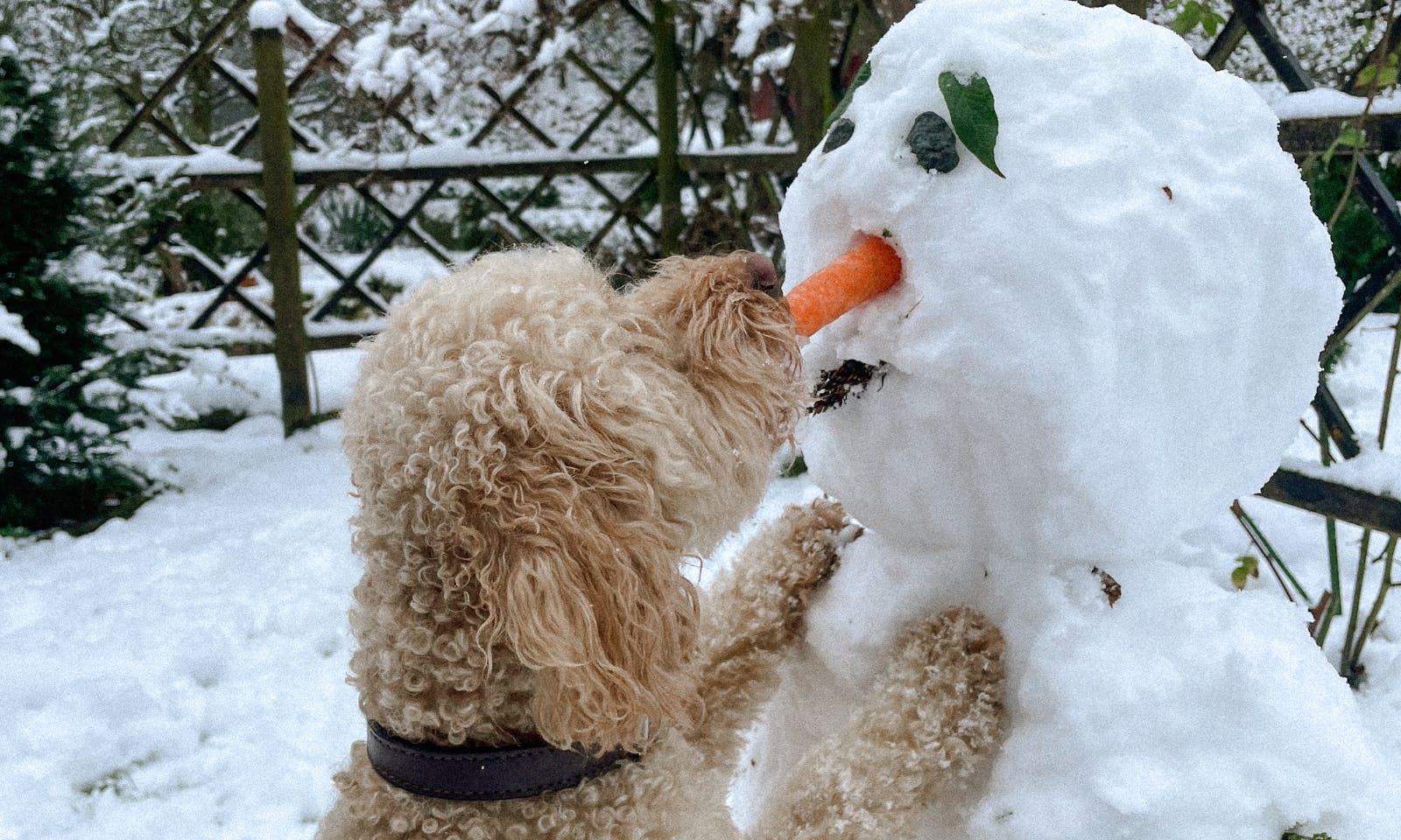Hundepfoten mÃ¼ssen im Winter bei KÃ¤lte besonders gepflegt werden