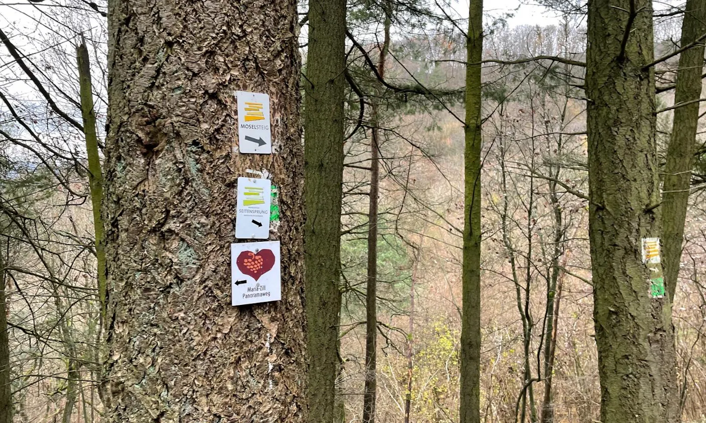 Wandern mit Hund an der Mosel: Von Traben-Trarbach bis nach Bernkastel-Kues