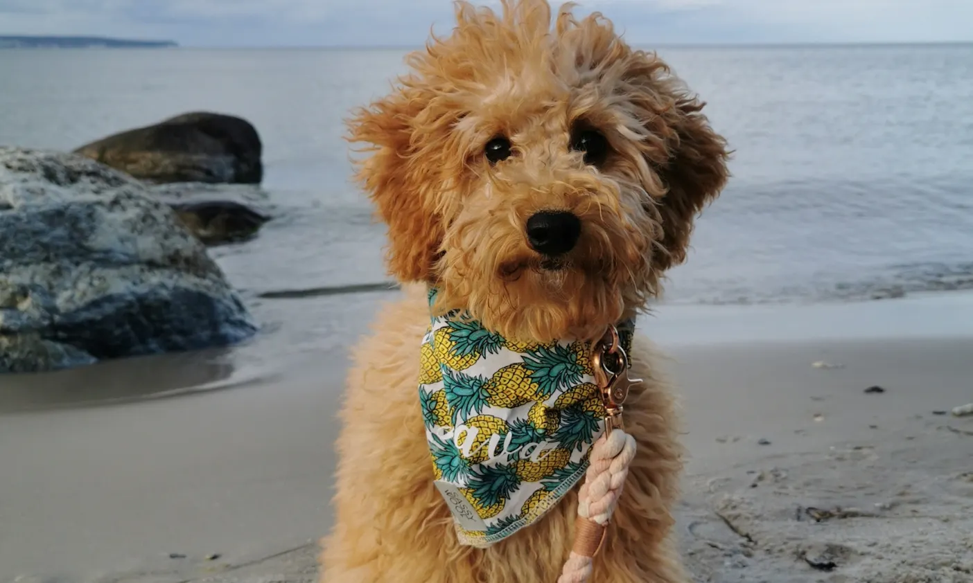 Goldendoodle auf Rügen