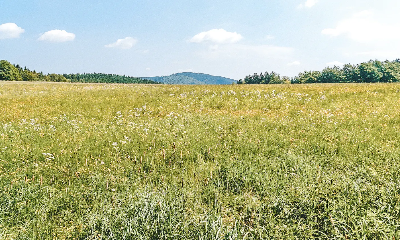 Höhenweg Rennsteig mit Hund