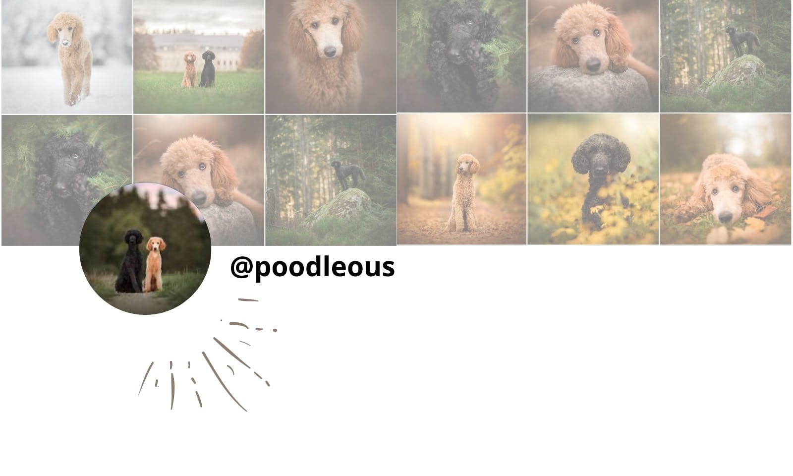 Petfluencer Instagram: Poodleous