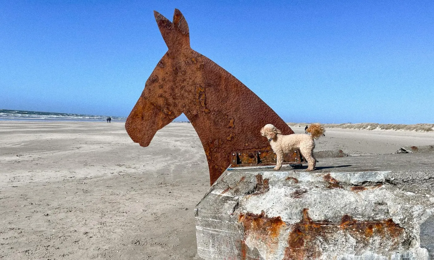 Maulesel Bunker mit Hund