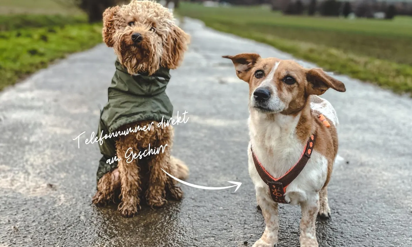 Hundegeschirr mit Telefonnummer