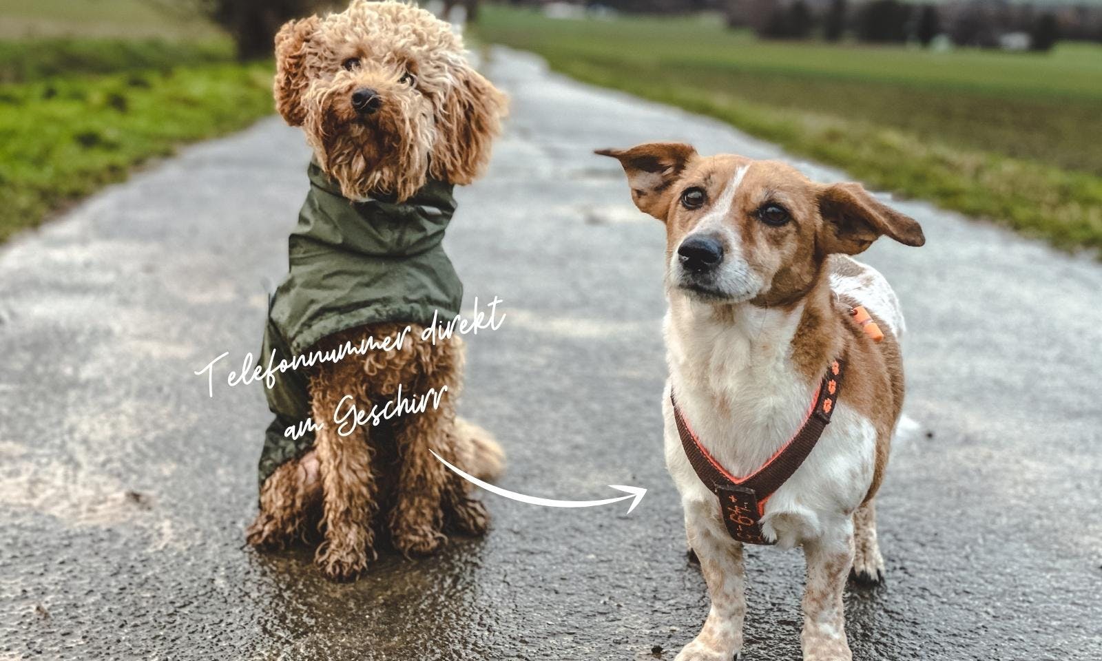 Hundegeschirr mit Telefonnummer