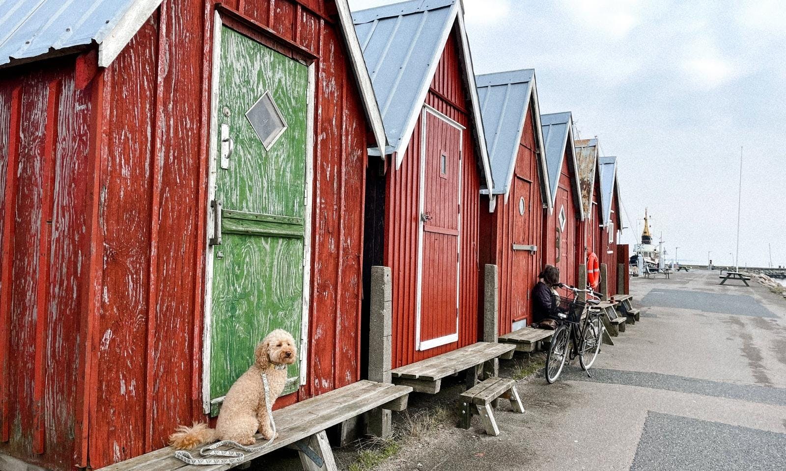 Fåborg Sogn Hafen mit Hund