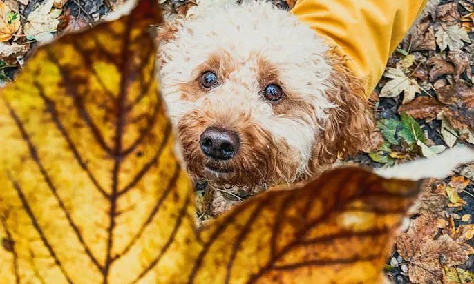 Gassi gehen mit Hund in Düsseldorf