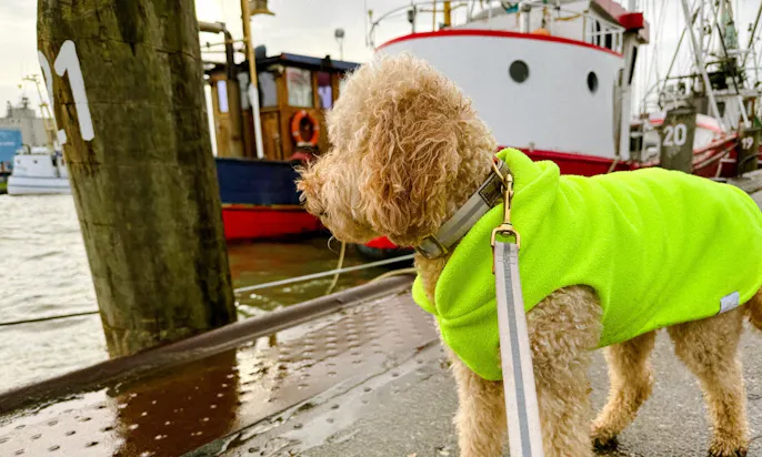 Büsumer Hafen mit Goldendoodle Hündin Java