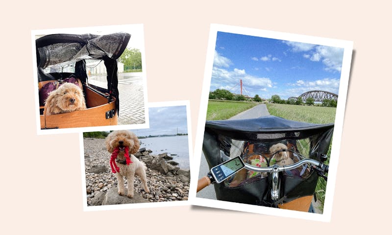 Babbcation: Nachhaltiger Kurzurlaub - 130 km mit Hund und Lastenrad entlang des Rheins in NRW