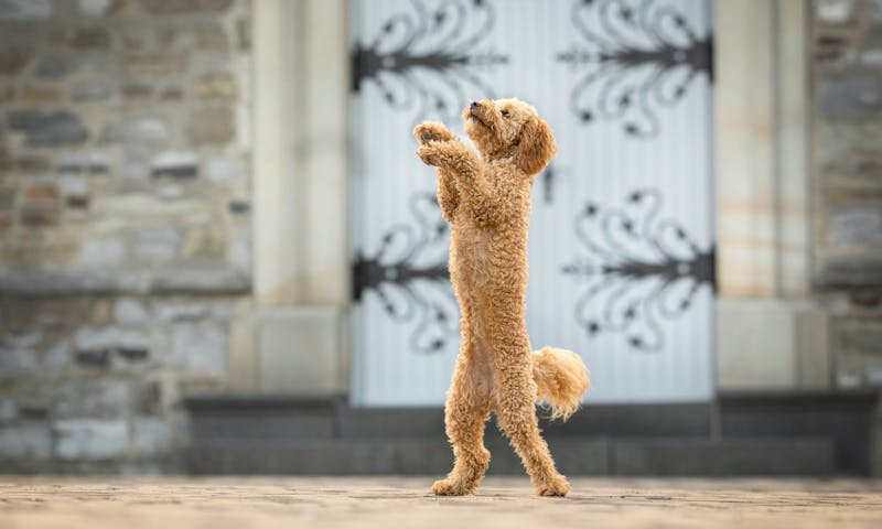 Hundetrick: Auf Hinterbeinen laufen