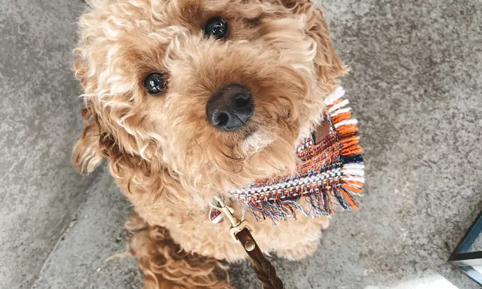 Goldendoodle Java im Café in Düsseldorf