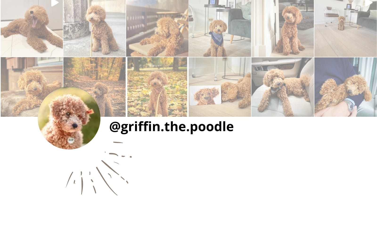 Petfluencer Pudel Griffin
