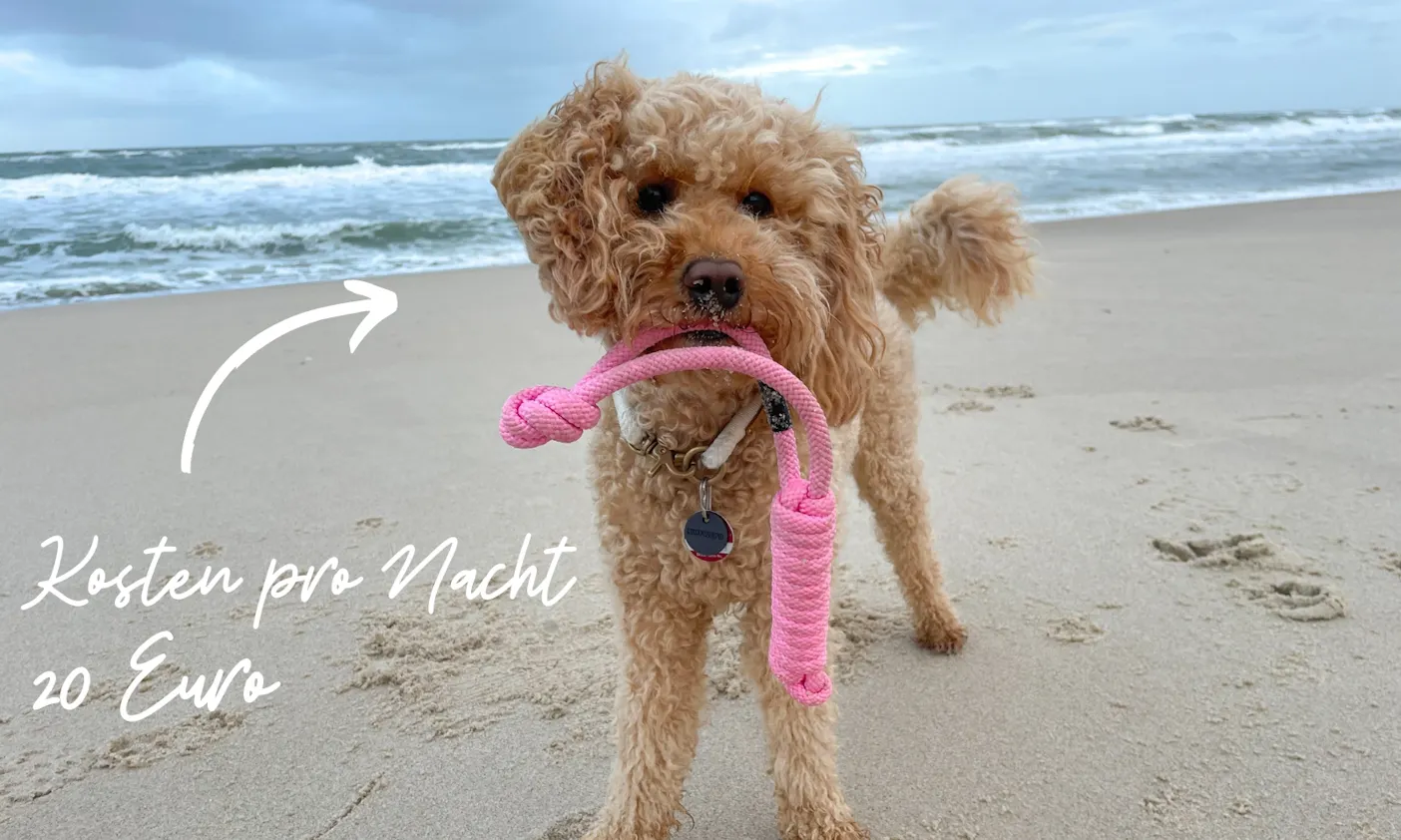Hundefreundliche Hotels Sylt Kosten pro Nacht