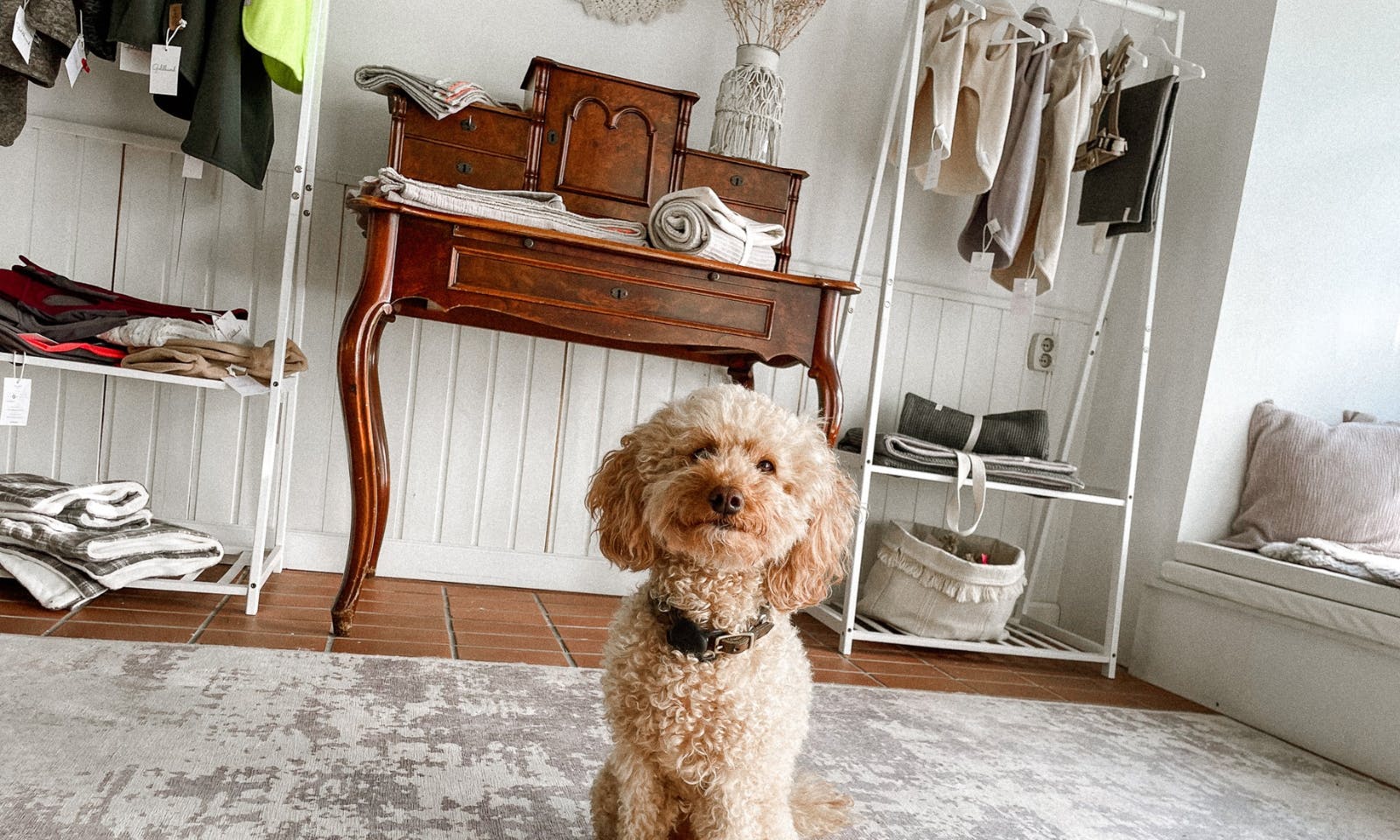 Hundebademantel aus Düsseldorf von Goldhund im Atelier