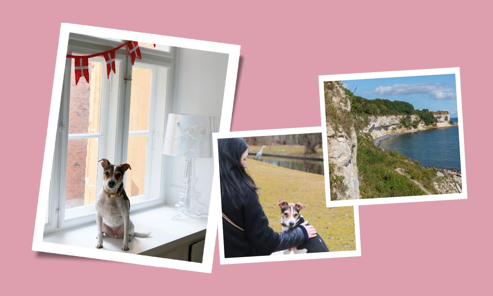 Urlaub mit Hund in Dänemark: Insider-Tipps von tadazhi-Gründerin Charlotte Ellegaard