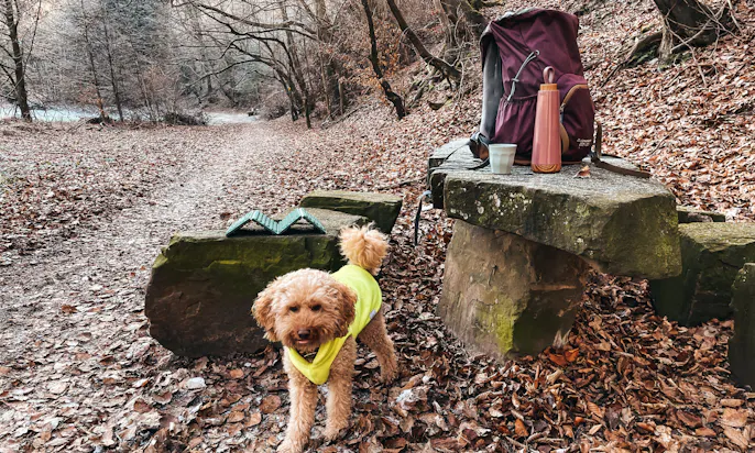 Winterwanderung mit Hund