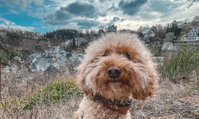 Monschau mit Hund
