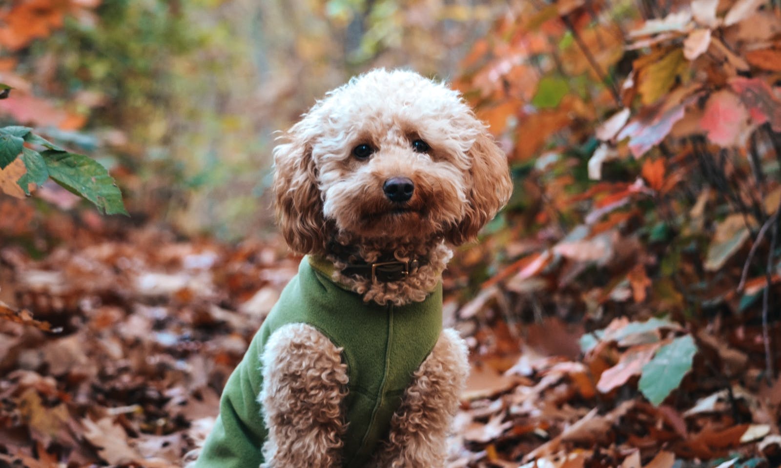 Pudel in Fleece-Wintermantel von Goldpaw