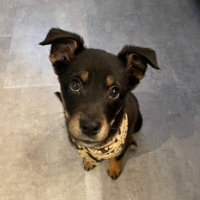 Bruno, Pflegehund von verpinscht