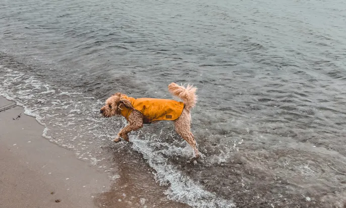 Kurzurlaub mit Hund in Heiligenhafen