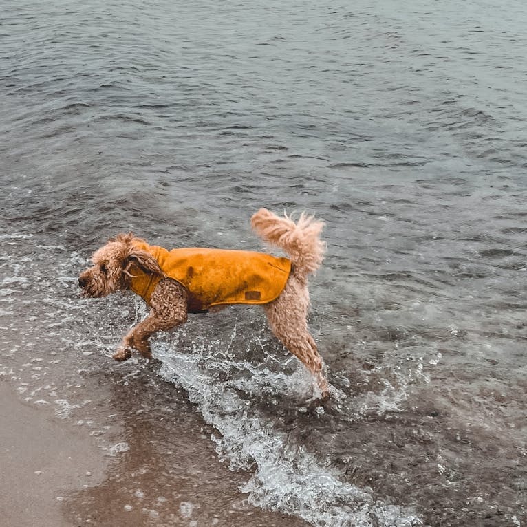 Beach Motel Heiligenhafen mit Hund