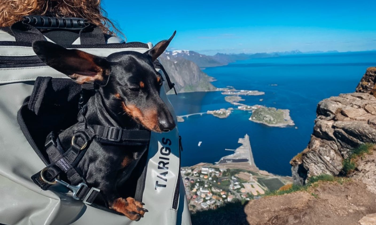 Dackel in Norwegen im Reiserucksag