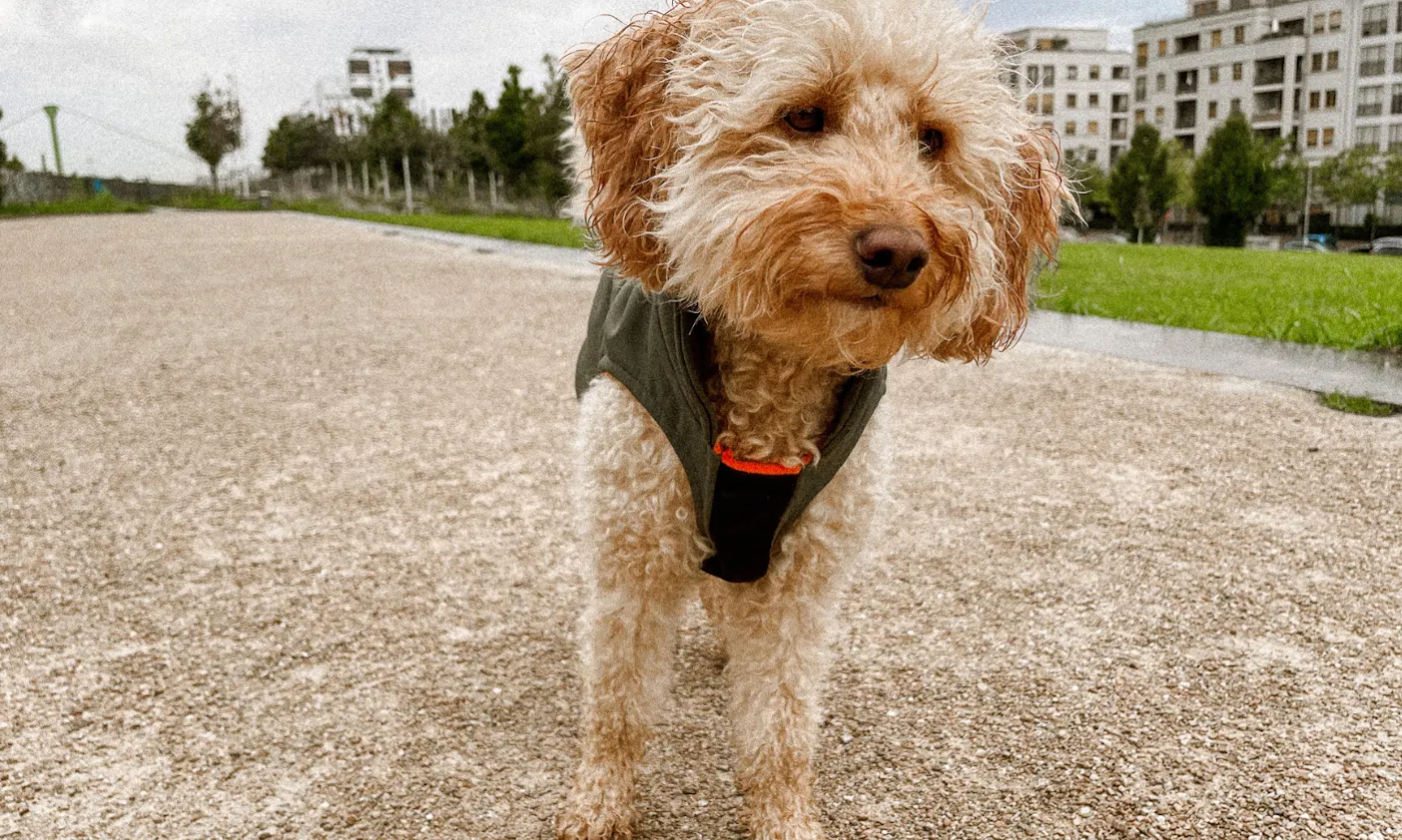 Warmer Hunderegenmantel von Goldhund für Goldendoodlehündin Java