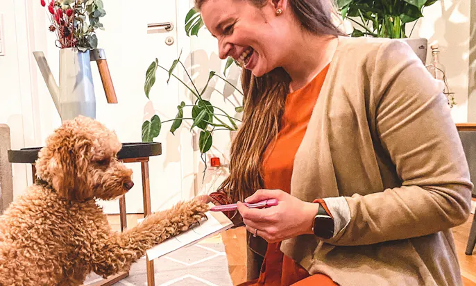 Hundetricks lernen mit Goldendoodle Hündin