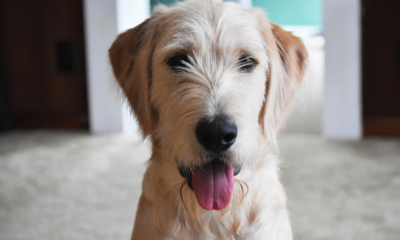 Labrador * Poodle = Labradoodle