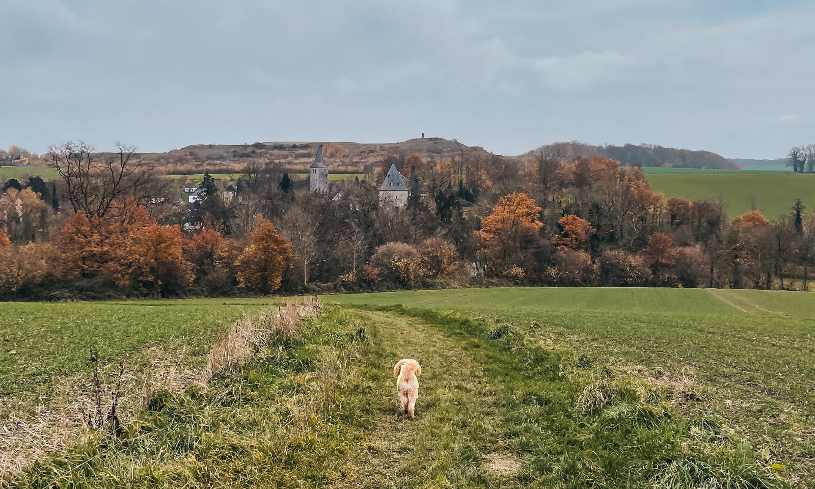 Bergischer Weg mit Hund