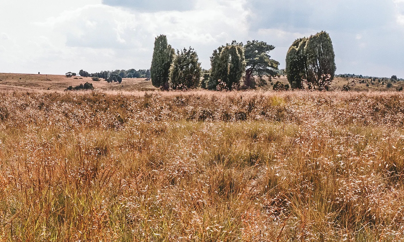 Heidschnuckenweg mit Hund