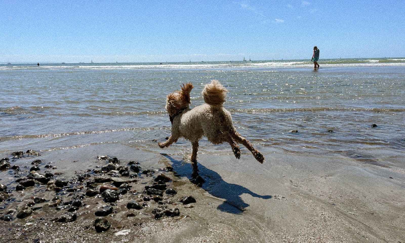 Pudel läuft auf dem Strand in Le Havre in der Normandie in Frankreich