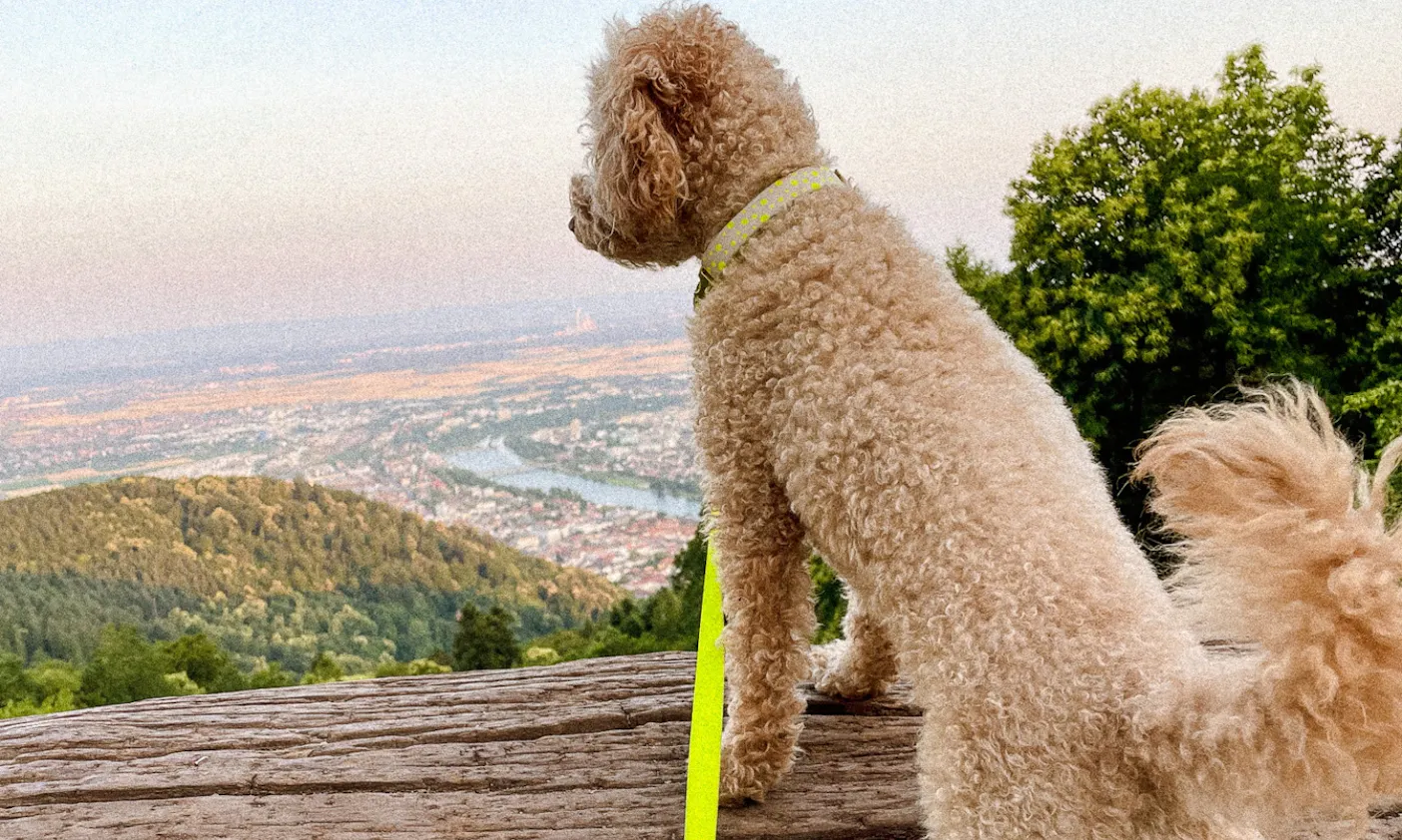 Gassi mit Hund im Sommer gehen