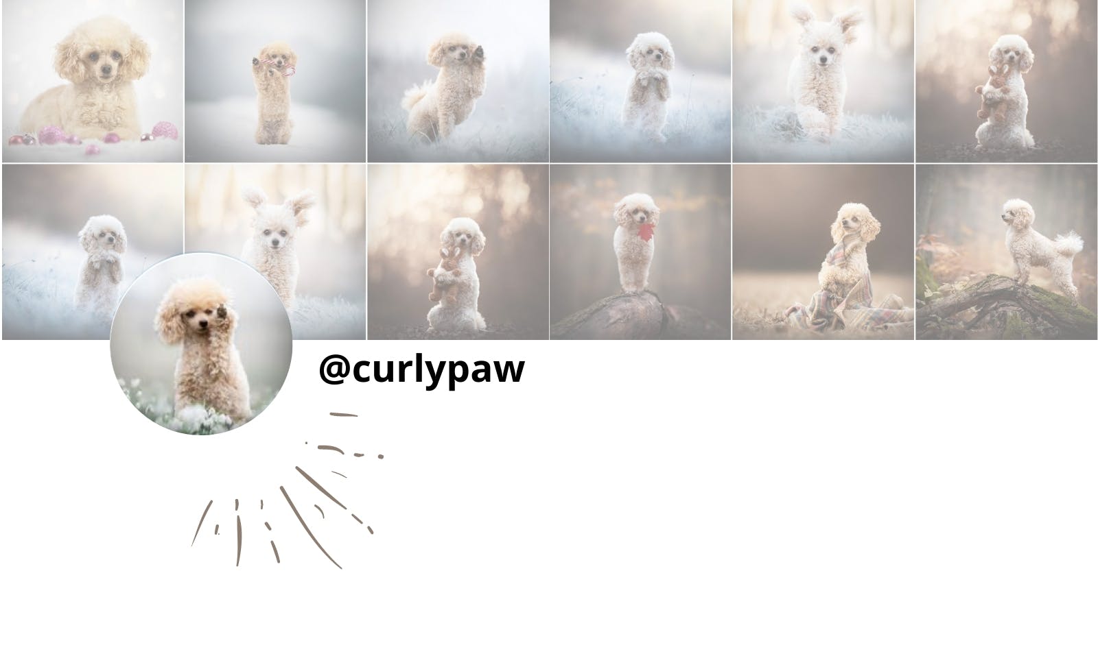 Petfluencer Pudel Curlypaw