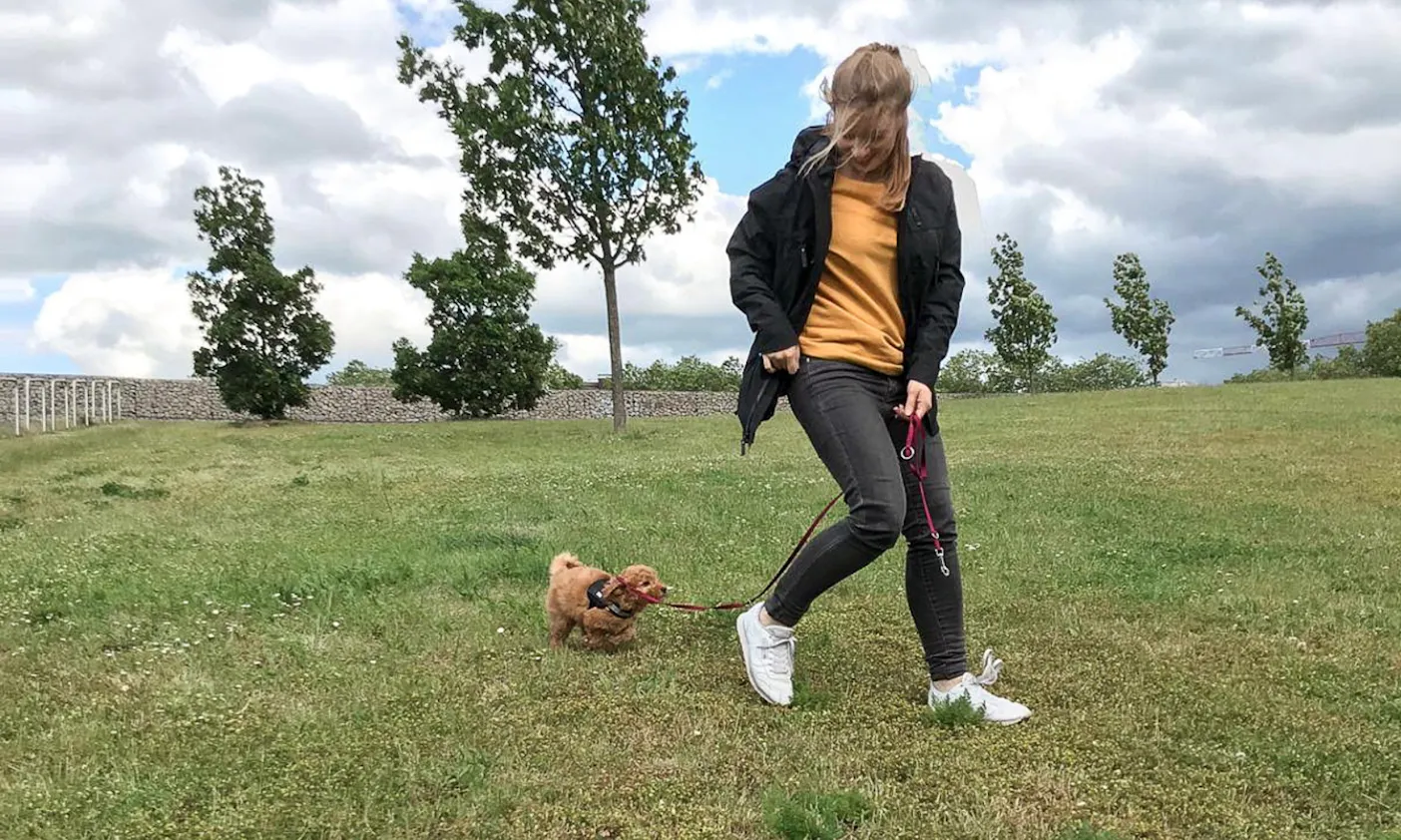 Hundegeschirr für einen Mini Goldendoodle