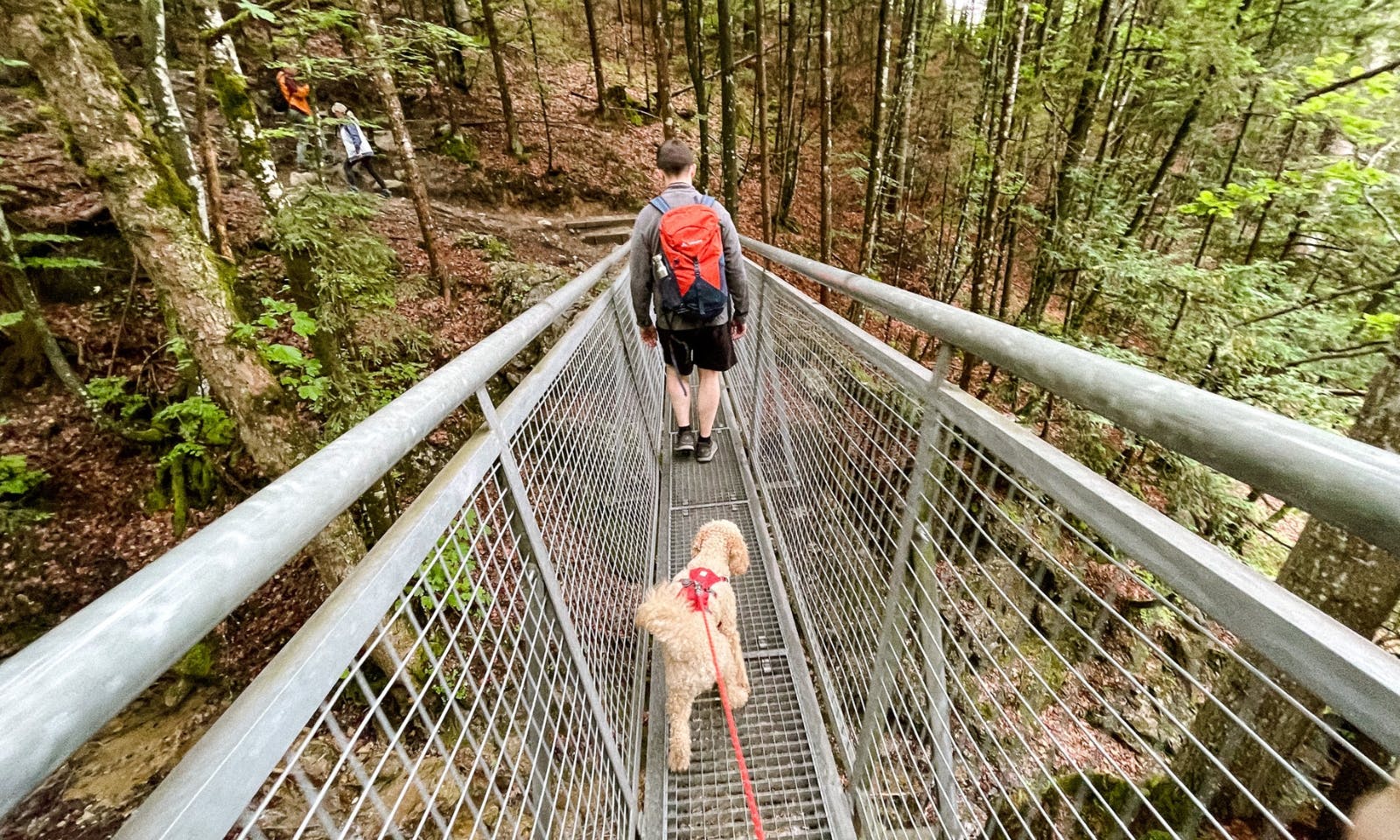 Mit Hund am Wilden Kaiser zur Kaiseralm in Tirol wandern