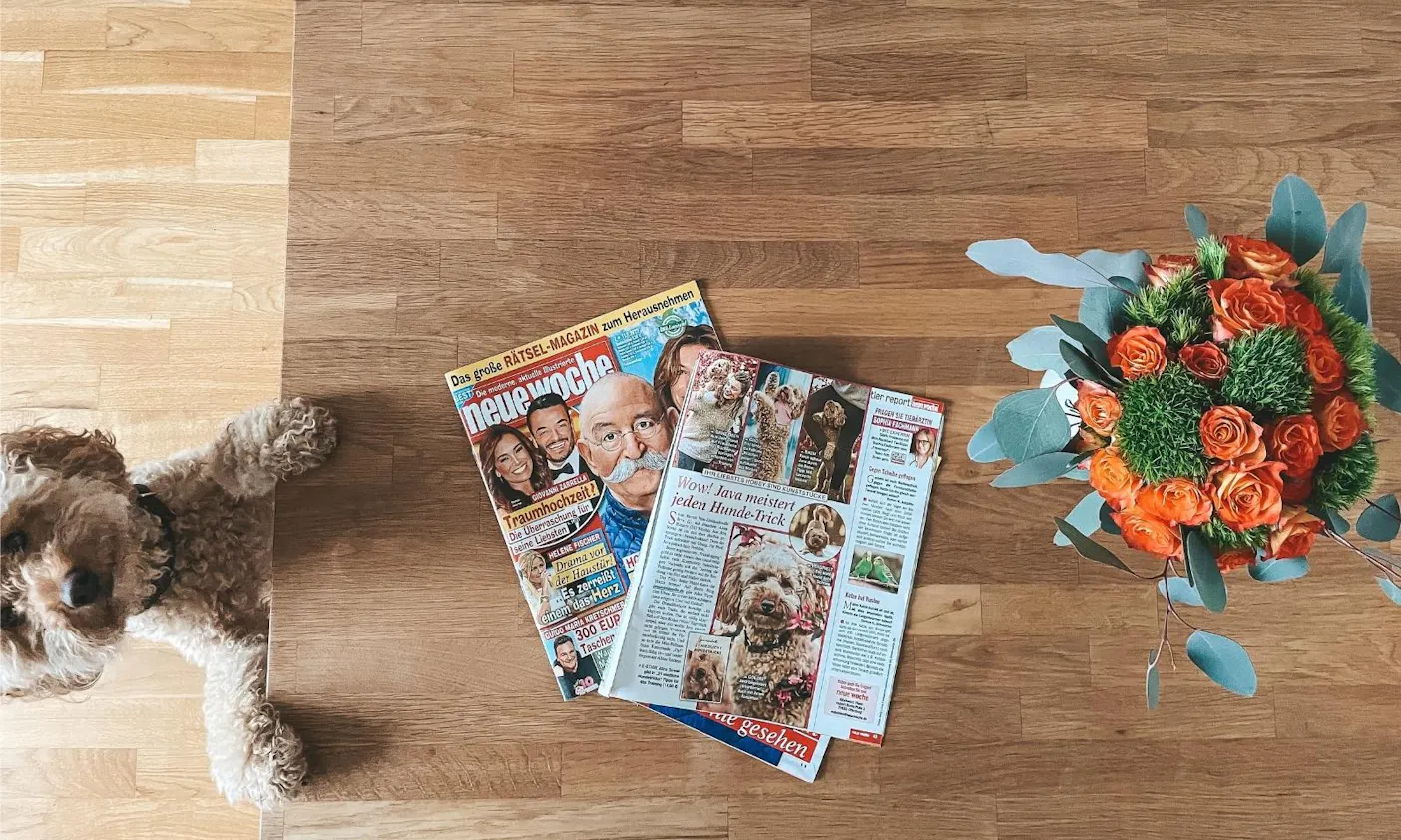 Bindungsaufbau beim Hund dank Tricktraining