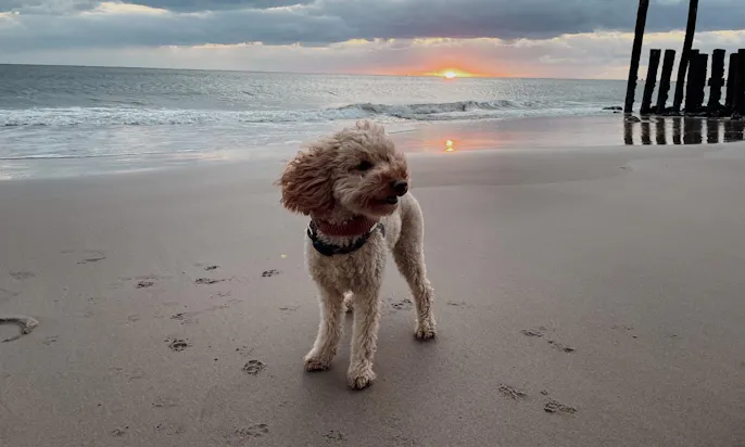 Do's in Zeeland mit Hund: Strandspaziergang
