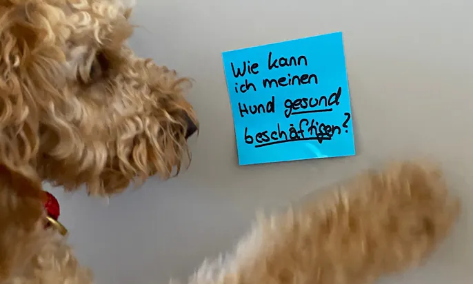 Goldendoodle Trickhund Java