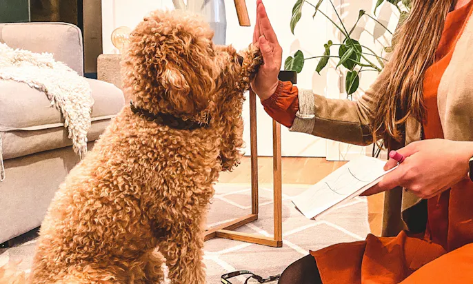 Goldendoodle macht Hundetricks