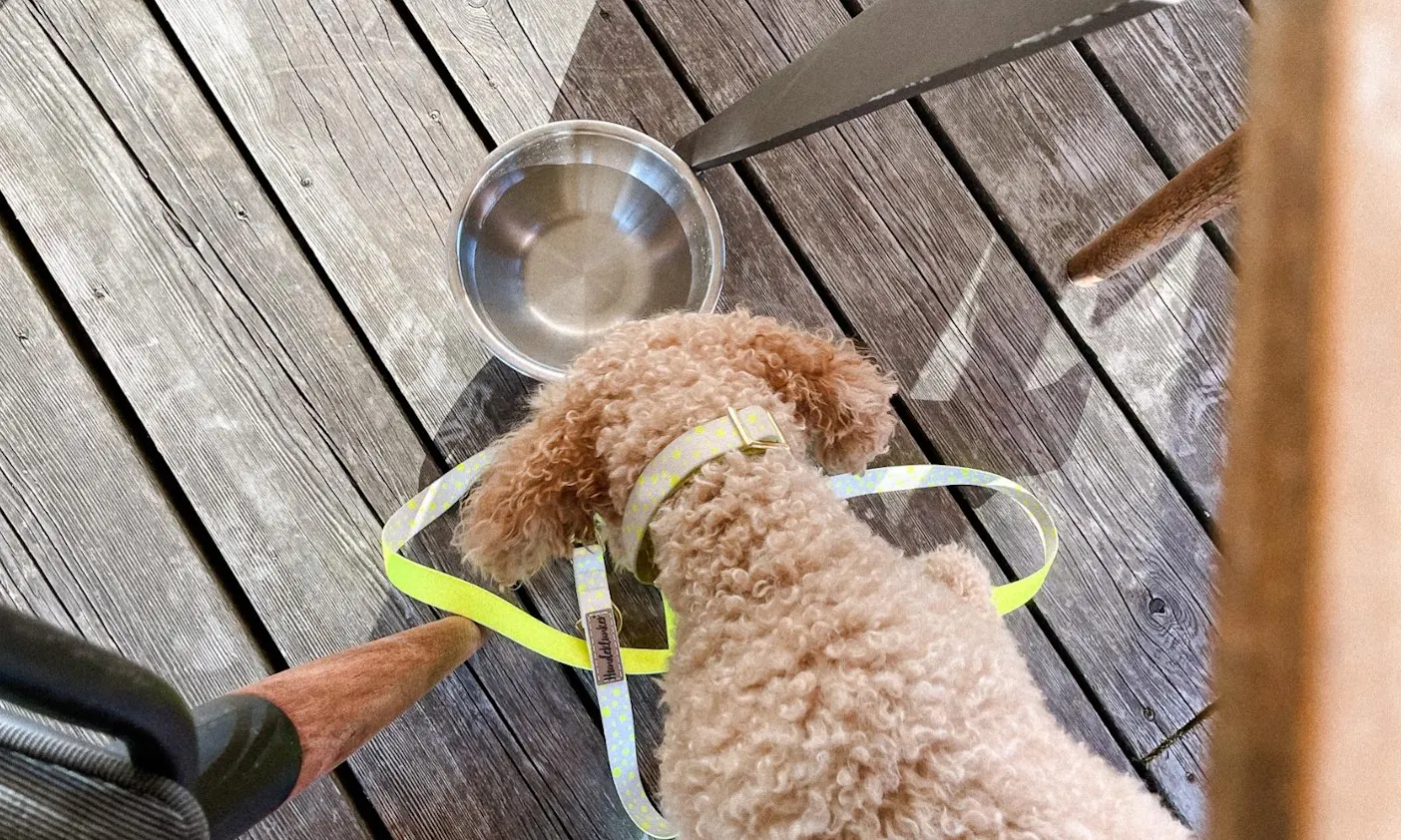 Hundefreundliches Restaurant und Hotel am Wilden Kaiser in Scheffau: Kaiserlodge