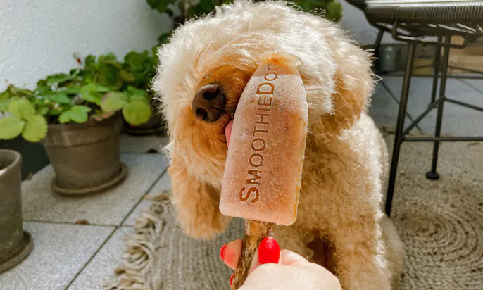 SmoothieDog Hundeeis
