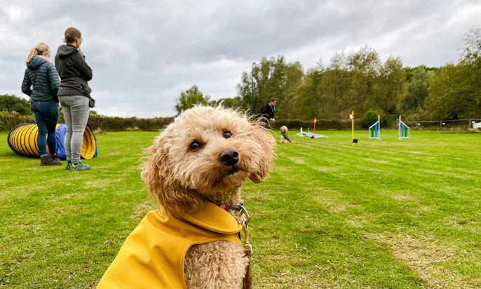 Goldendoodle Java beim Curving Seminar mit Dana Thiemel