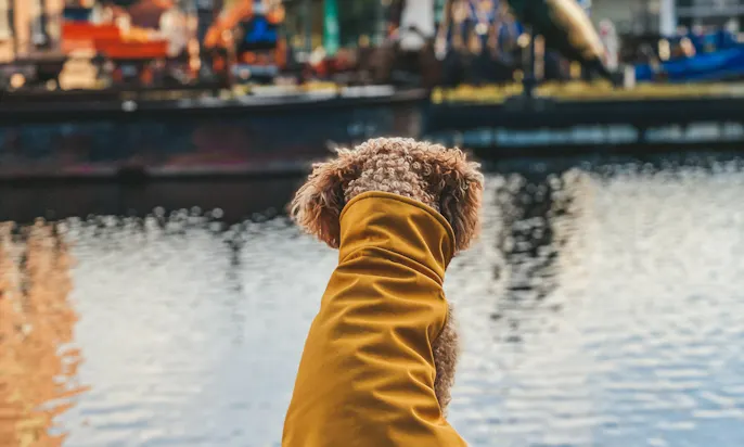 Urlaub mit Hund in Ostfriesland
