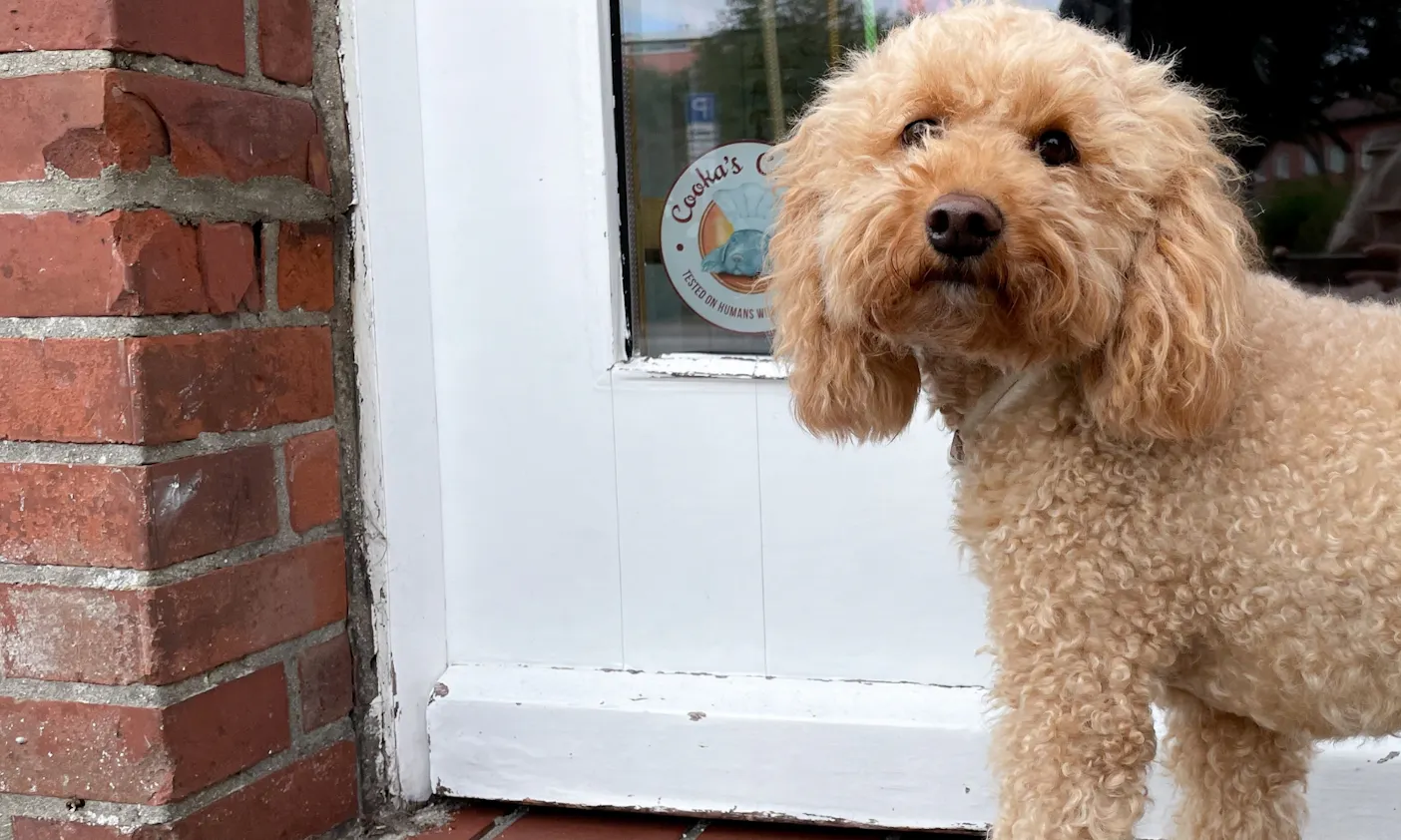 Goldendoodle Java zu Besuch im Hundeladen Dog CROWN's Sylt