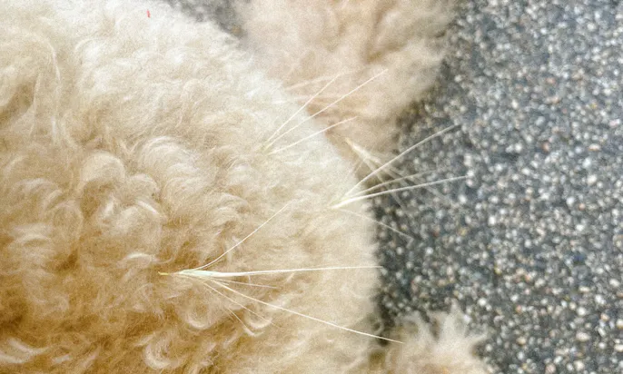 Grannen bleiben wegen der Widerhaken im Fell von Pudelmischlingshündin Java