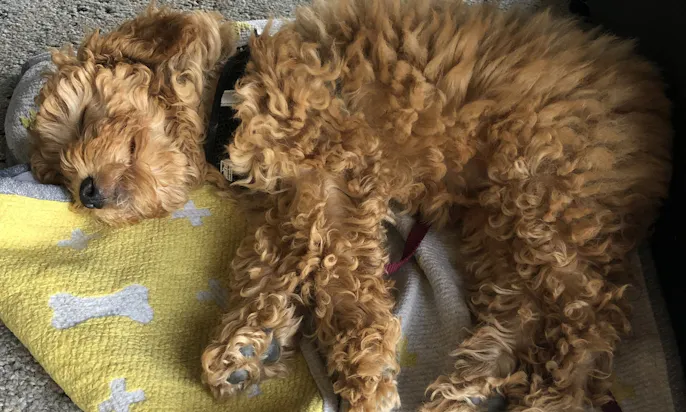 Ruhephasen sind für Hunde im Büro wichtig