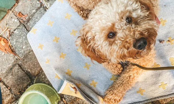 Hundefreundliche Restaurants in Dresden: BrennNessel