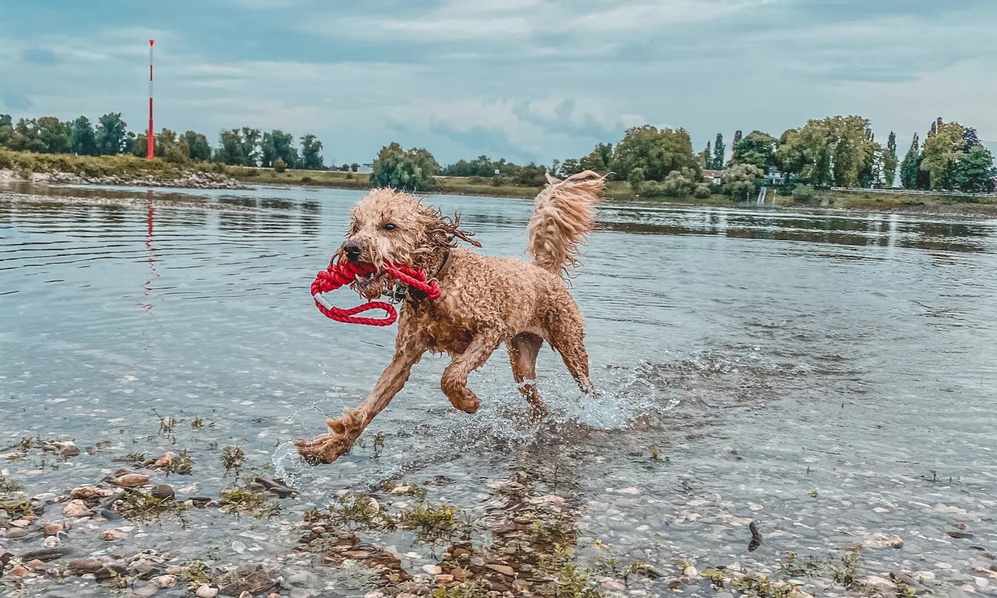 Goldendoodle apportiert aus dem Wasser