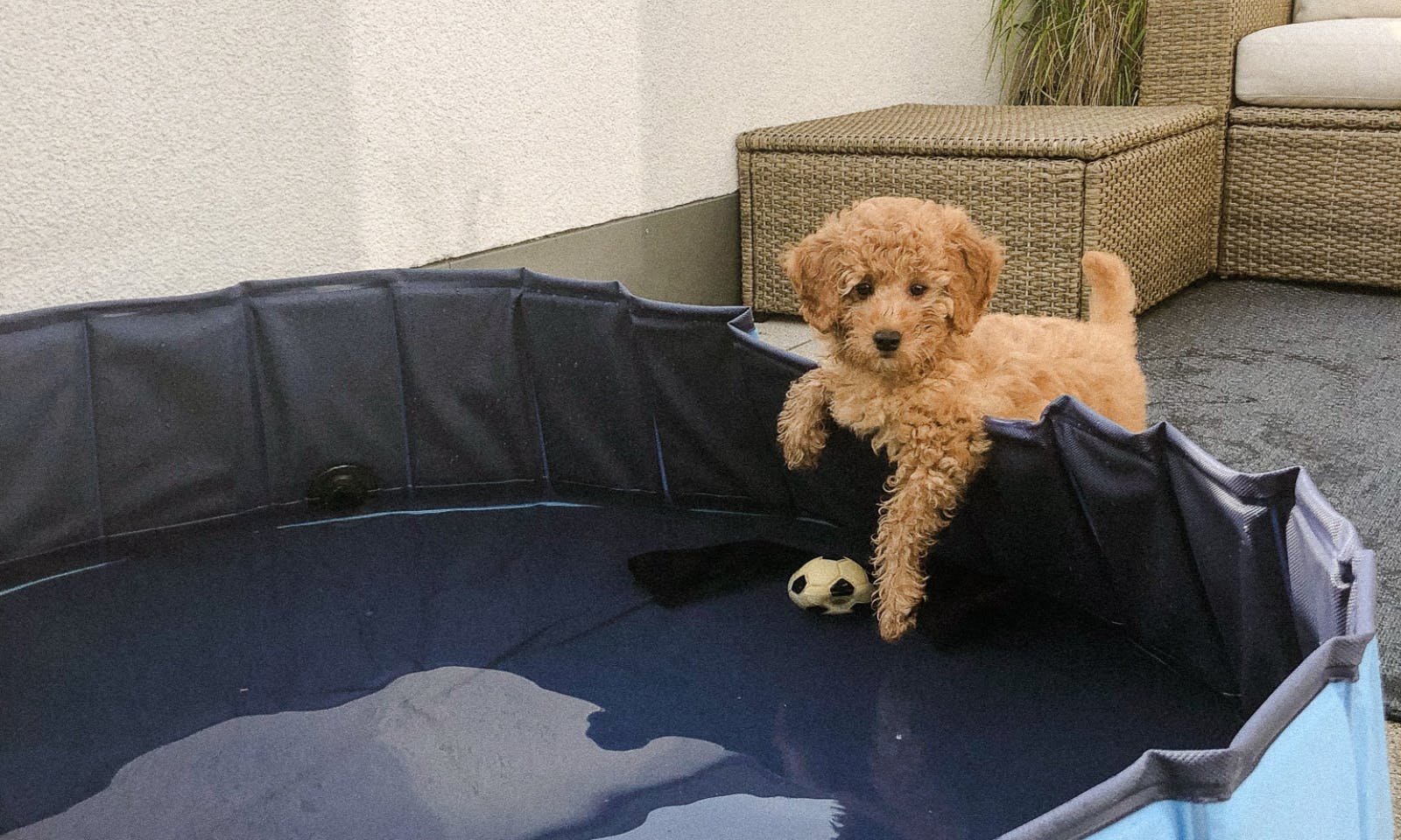 Ein Pudelwelpe angelehnt an einen Hundepool